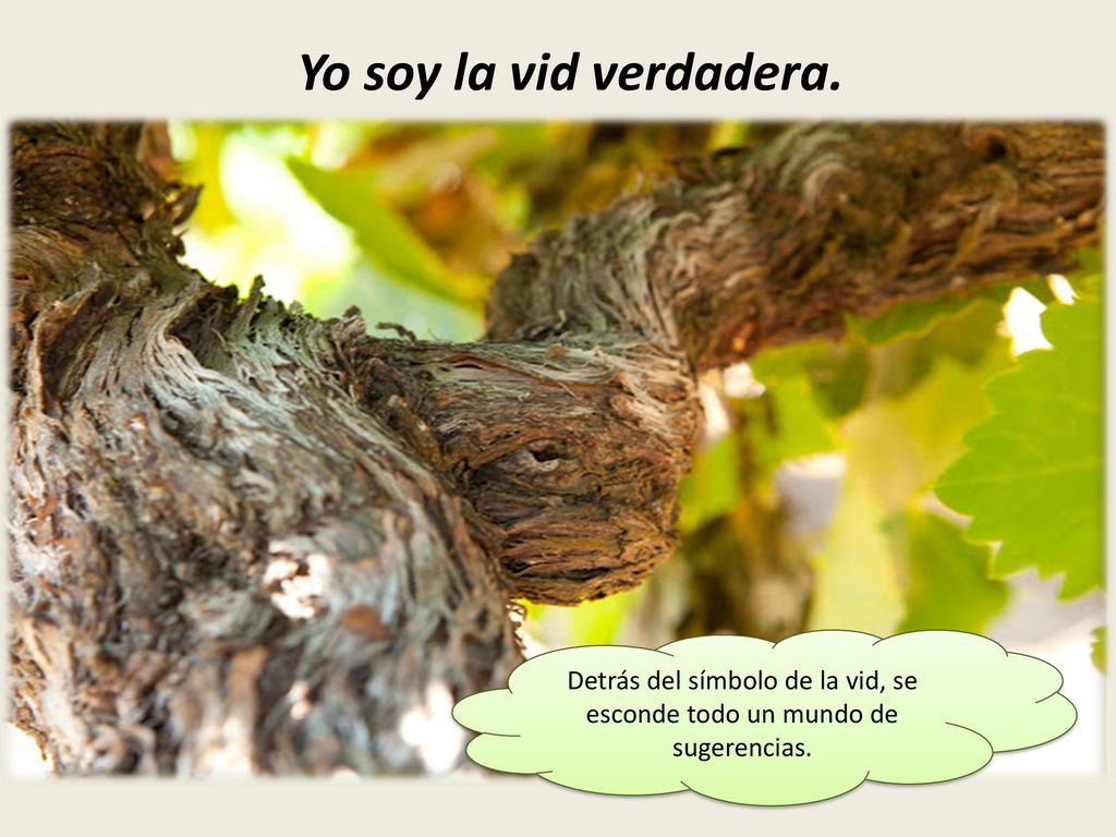 Detrás del símbolo de la vid, se esconde todo un mundo de sugerencias.