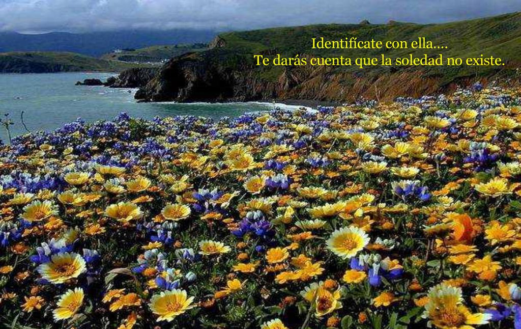Identifícate con ella…. Te darás cuenta que la soledad no existe.