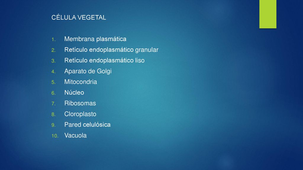 CÉLULA VEGETAL Membrana plasmática. Retículo endoplasmático granular. Retículo endoplasmático liso.