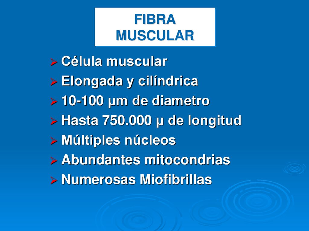 FIBRA MUSCULAR Célula muscular. Elongada y cilíndrica μm de diametro. Hasta μ de longitud.