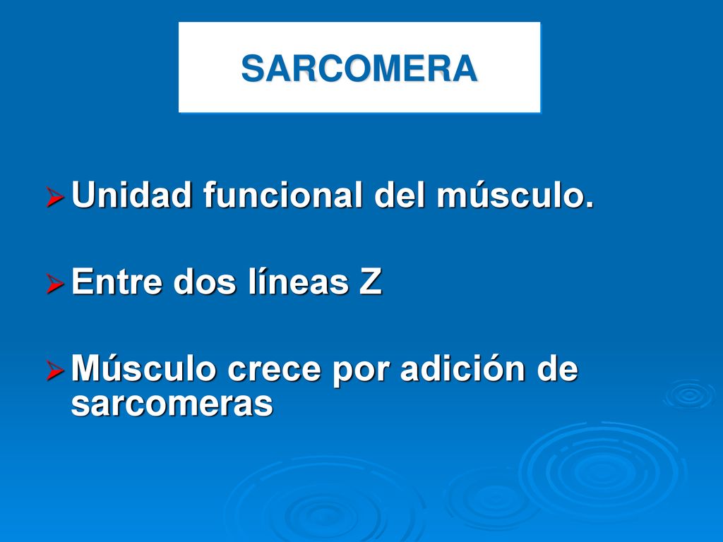 SARCOMERA Unidad funcional del músculo. Entre dos líneas Z Músculo crece por adición de sarcomeras