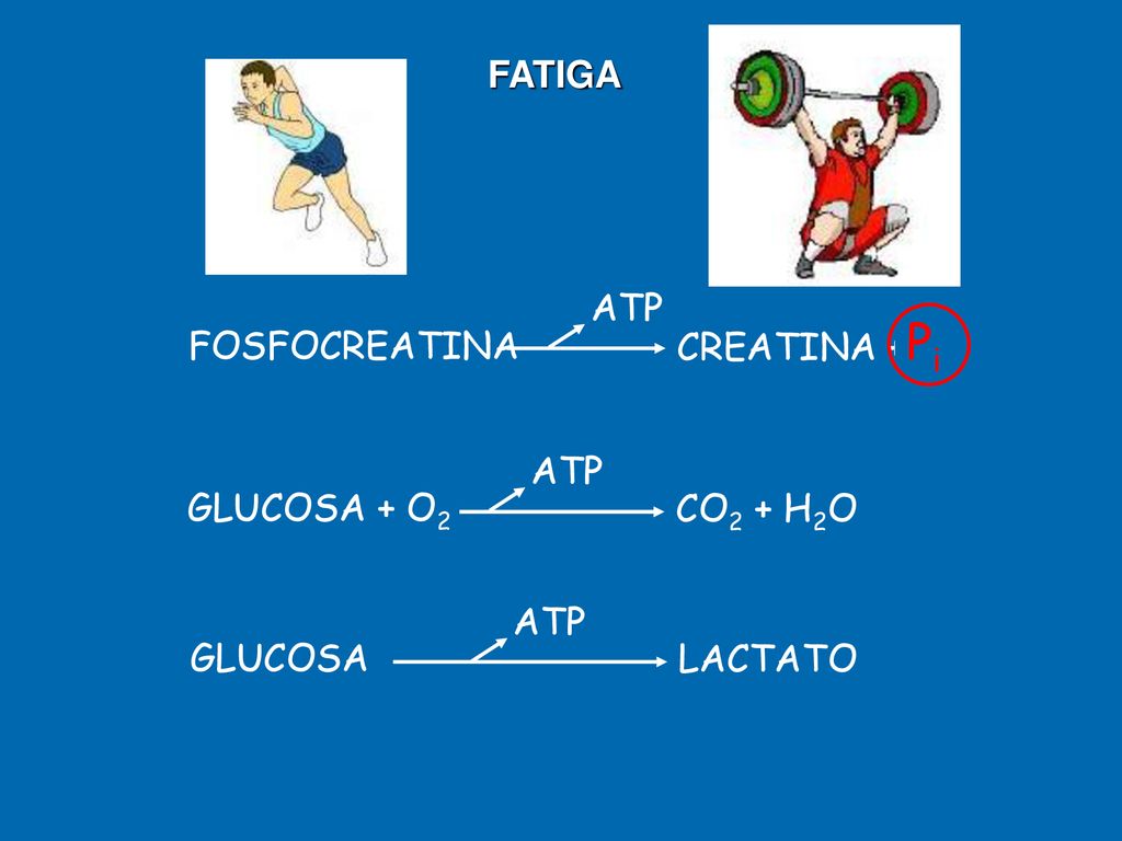 Pi FATIGA FOSFOCREATINA CREATINA + Pi ATP GLUCOSA + O2 CO2 + H2O ATP