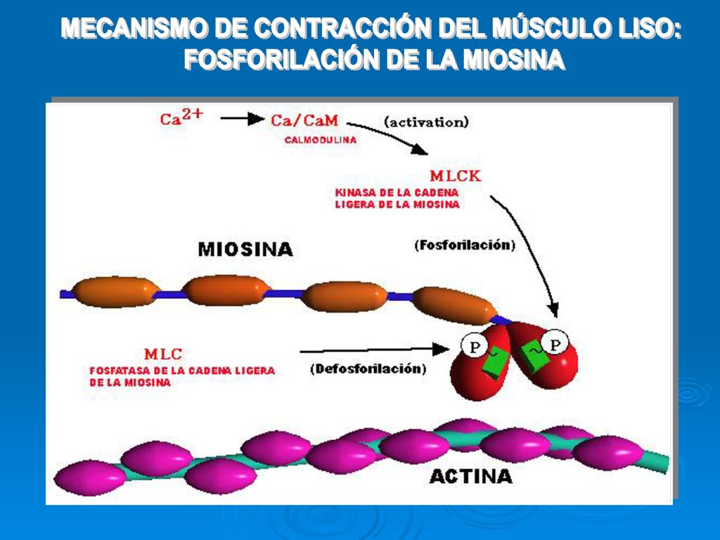 MECANISMO DE CONTRACCIÓN DEL MÚSCULO LISO: FOSFORILACIÓN DE LA MIOSINA