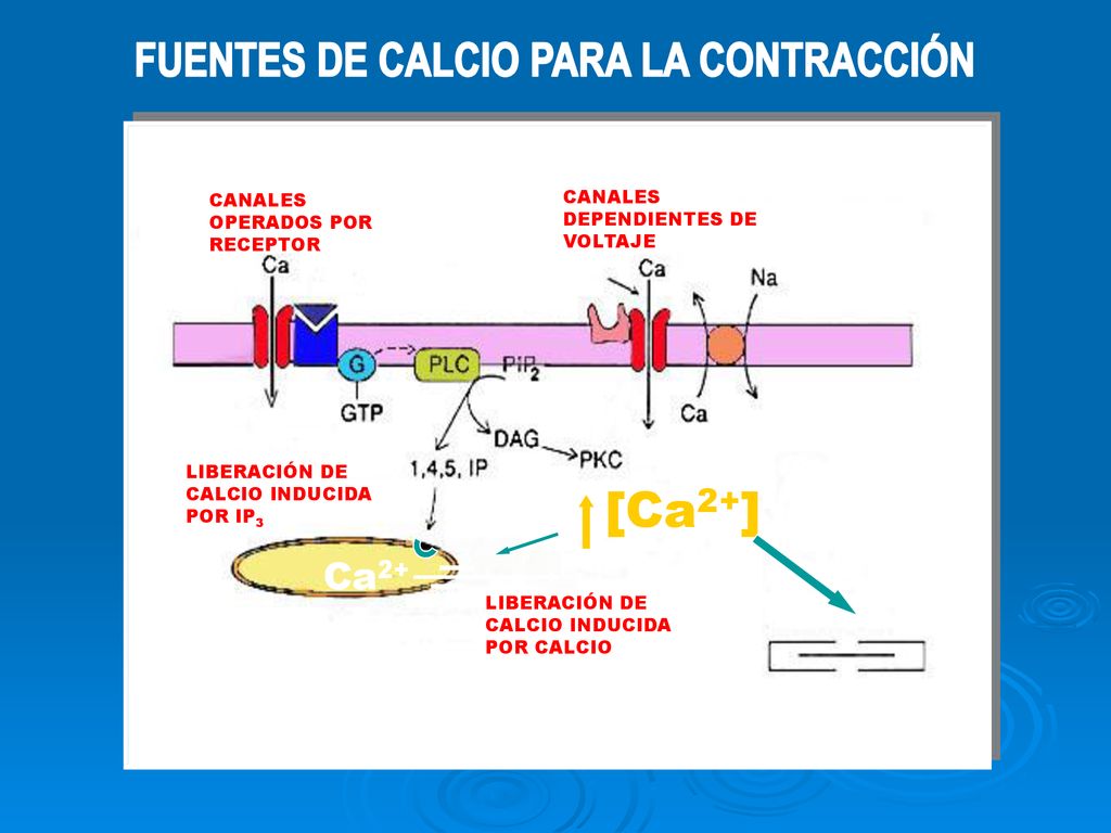 FUENTES DE CALCIO PARA LA CONTRACCIÓN