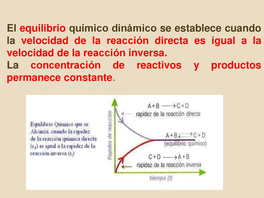 El equilibrio químico dinámico se establece cuando la velocidad de la reacción directa es igual a la velocidad de la reacción inversa.