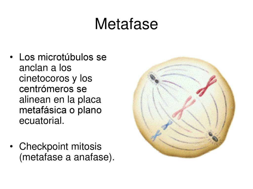 Metafase Los microtúbulos se anclan a los cinetocoros y los centrómeros se alinean en la placa metafásica o plano ecuatorial.