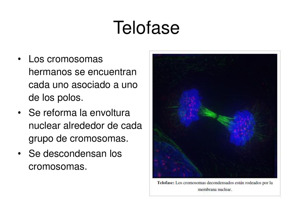 Telofase Los cromosomas hermanos se encuentran cada uno asociado a uno de los polos.