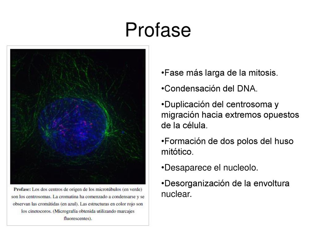 Profase Fase más larga de la mitosis. Condensación del DNA.