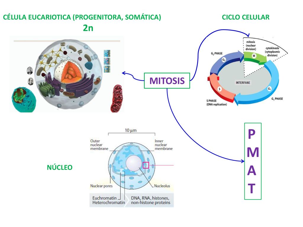 P M A T 2n MITOSIS CÉLULA EUCARIOTICA (PROGENITORA, SOMÁTICA)