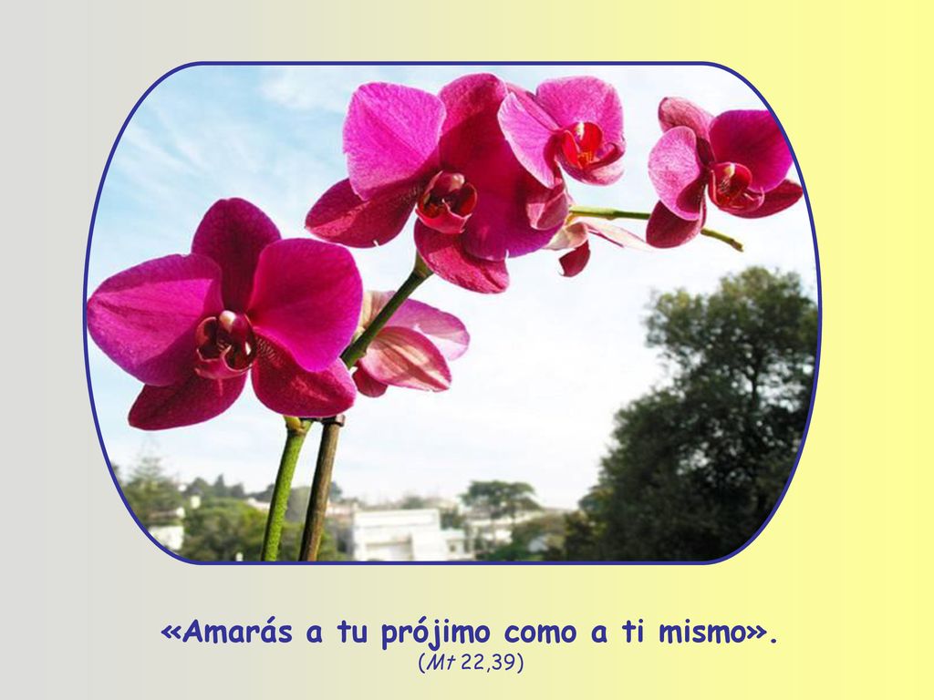 «Amarás a tu prójimo como a ti mismo». (Mt 22,39)