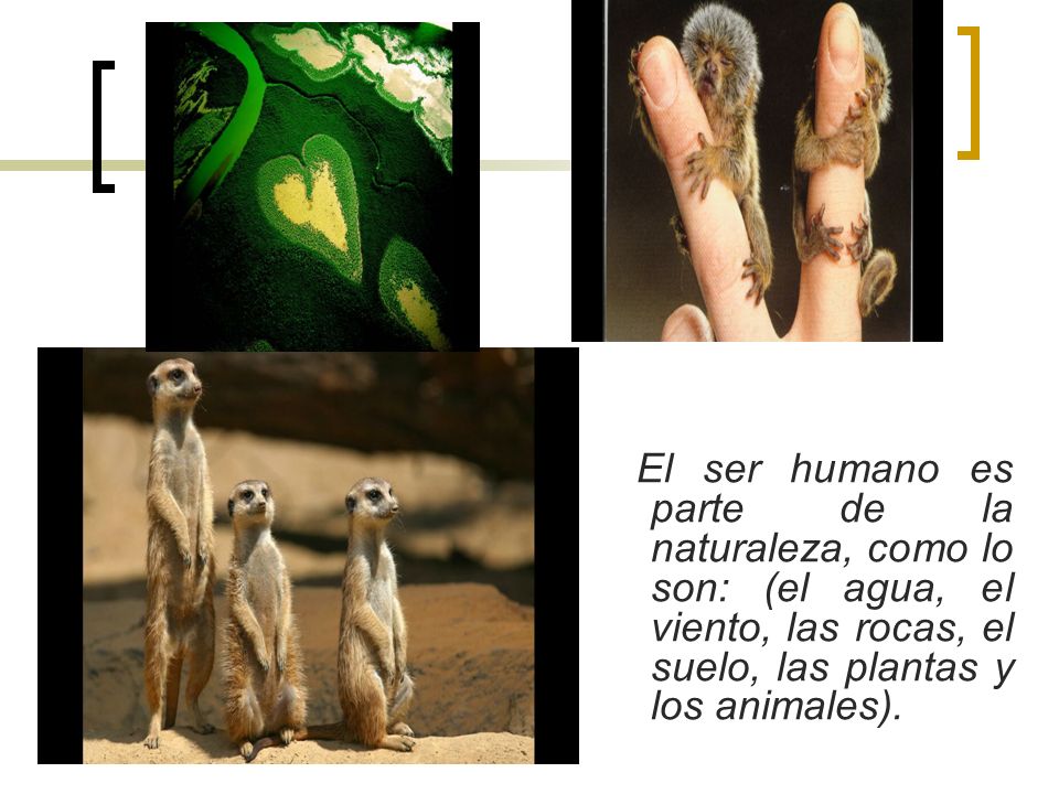 El ser humano es parte de la naturaleza, como lo son: (el agua, el viento, las rocas, el suelo, las plantas y los animales).