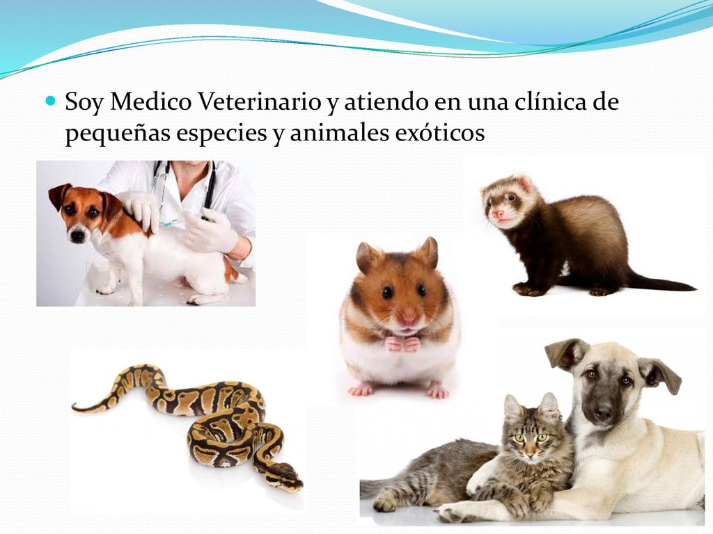 Soy Medico Veterinario y atiendo en una clínica de pequeñas especies y animales exóticos