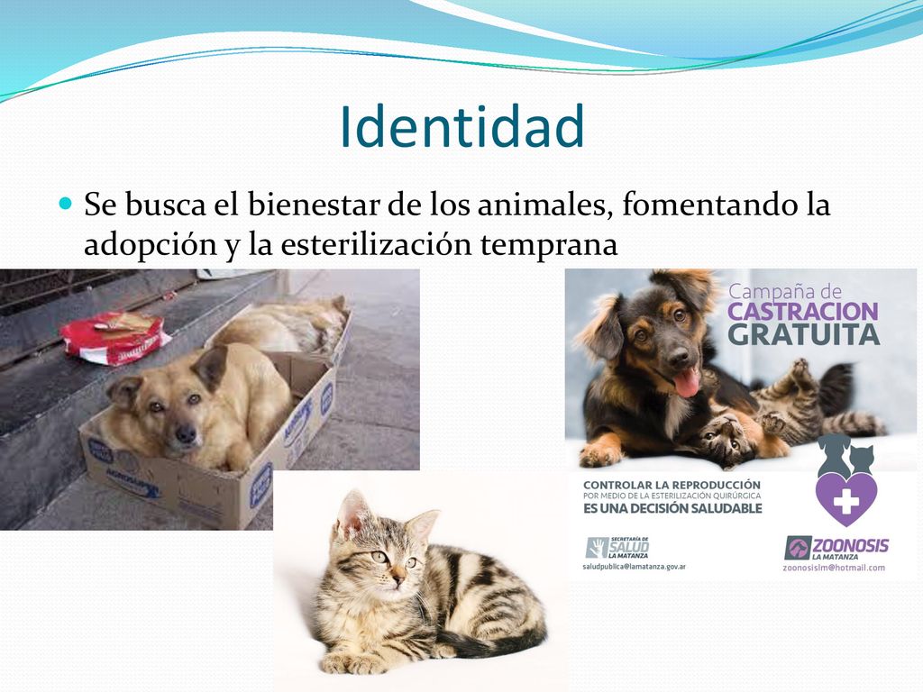 Identidad Se busca el bienestar de los animales, fomentando la adopción y la esterilización temprana.