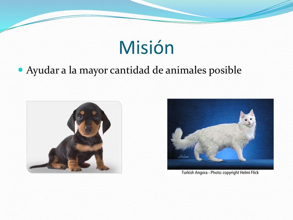 Misión Ayudar a la mayor cantidad de animales posible