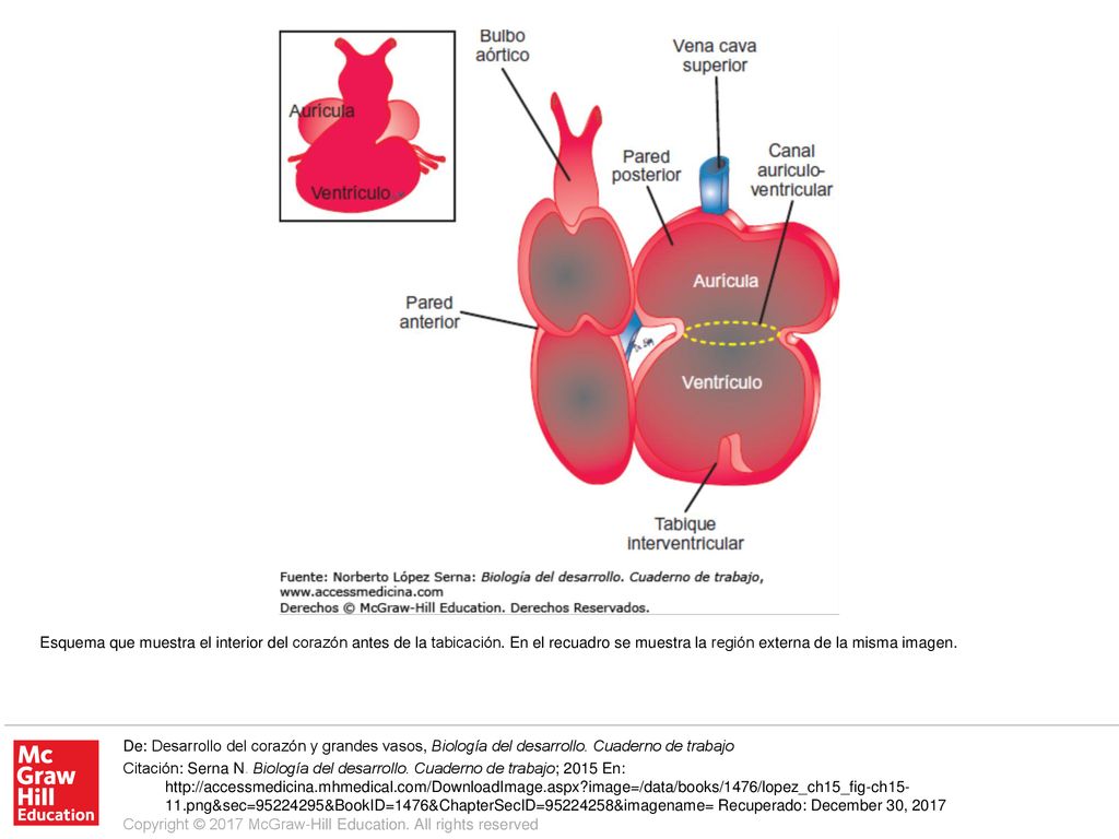 Esquema que muestra el interior del corazón antes de la tabicación
