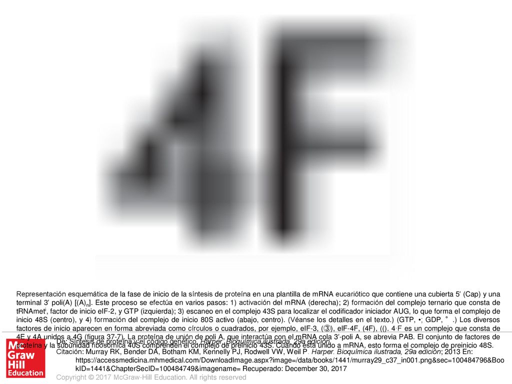 Representación esquemática de la fase de inicio de la síntesis de proteína en una plantilla de mRNA eucariótico que contiene una cubierta 5′ (Cap) y una terminal 3′ poli(A) [(A)n]. Este proceso se efectúa en varios pasos: 1) activación del mRNA (derecha); 2) formación del complejo ternario que consta de tRNAmeti, factor de inicio eIF-2, y GTP (izquierda); 3) escaneo en el complejo 43S para localizar el codificador iniciador AUG, lo que forma el complejo de inicio 48S (centro), y 4) formación del complejo de inicio 80S activo (abajo, centro). (Véanse los detalles en el texto.) (GTP, •; GDP, °.) Los diversos factores de inicio aparecen en forma abreviada como círculos o cuadrados, por ejemplo, eIF-3, (③), eIF-4F, (4F), ((). 4·F es un complejo que consta de 4E y 4A unidos a 4G (figura 37-7). La proteína de unión de poli A, que interactúa con el mRNA cola 3′-poli A, se abrevia PAB. El conjunto de factores de proteína y la subunidad ribosómica 40S comprenden el complejo de preinicio 43S. Cuando está unido a mRNA, esto forma el complejo de preinicio 48S.