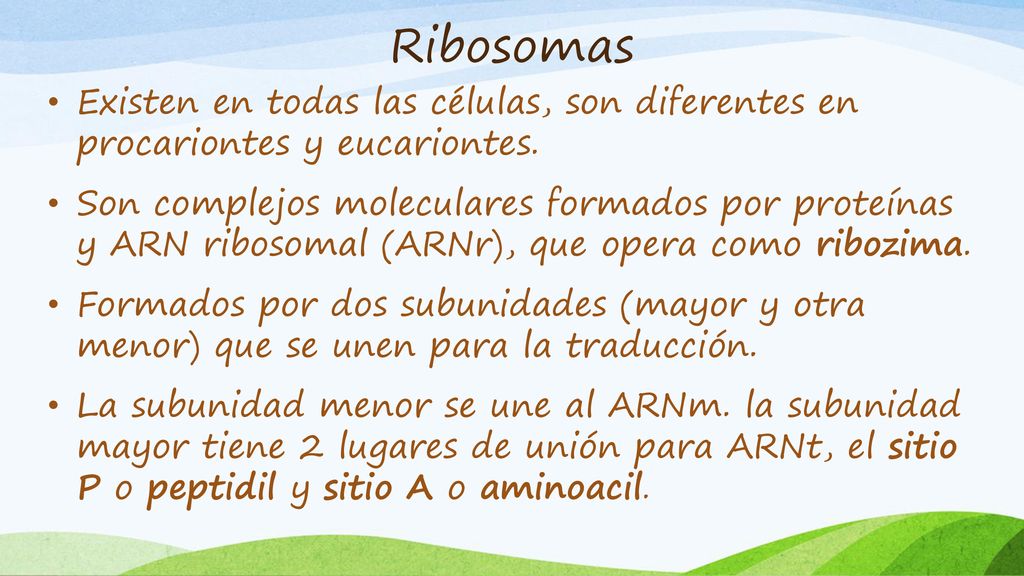 Ribosomas Existen en todas las células, son diferentes en procariontes y eucariontes.