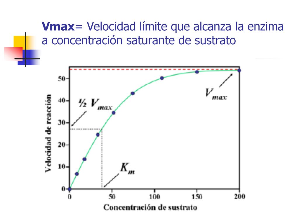 Vmax= Velocidad límite que alcanza la enzima a concentración saturante de sustrato