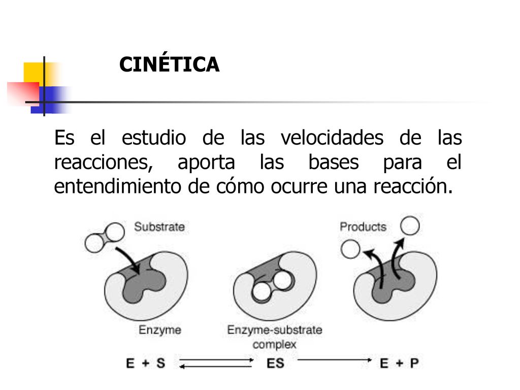 CINÉTICA Es el estudio de las velocidades de las reacciones, aporta las bases para el entendimiento de cómo ocurre una reacción.