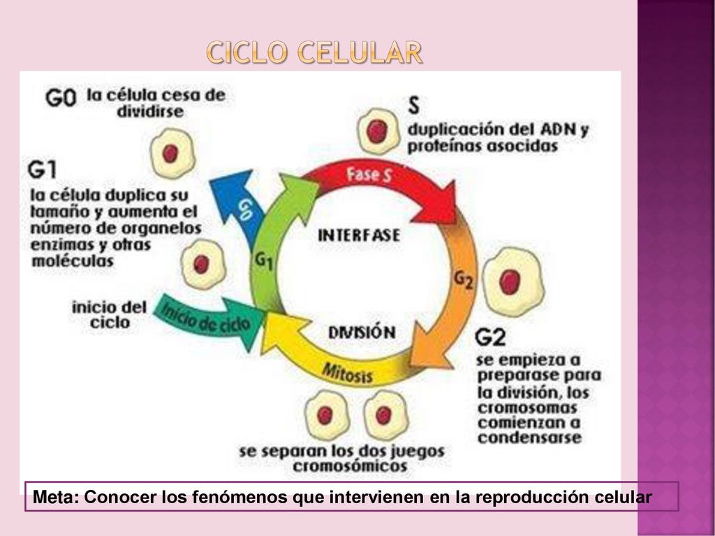 CICLO CELULAR Meta: Conocer los fenómenos que intervienen en la reproducción celular