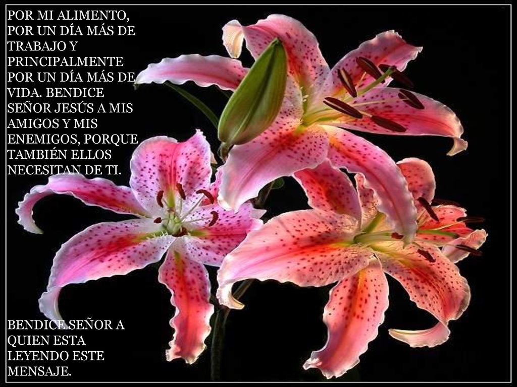 POR MI ALIMENTO, POR UN DÍA MÁS DE TRABAJO Y PRINCIPALMENTE POR UN DÍA MÁS DE VIDA. BENDICE SEÑOR JESÚS A MIS AMIGOS Y MIS ENEMIGOS, PORQUE TAMBIÉN ELLOS NECESITAN DE TI.