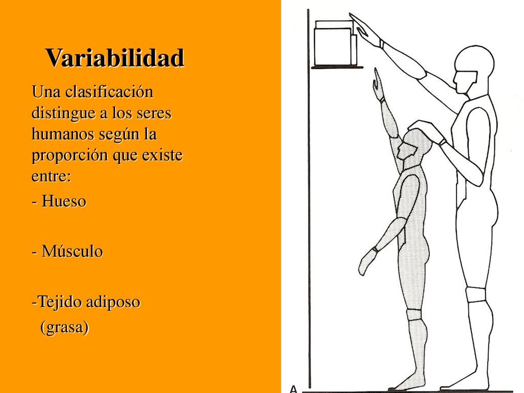 Variabilidad Una clasificación distingue a los seres humanos según la proporción que existe entre: - Hueso.