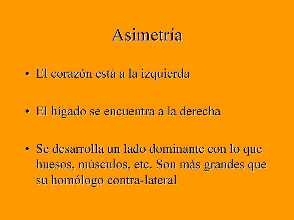 Asimetría El corazón está a la izquierda