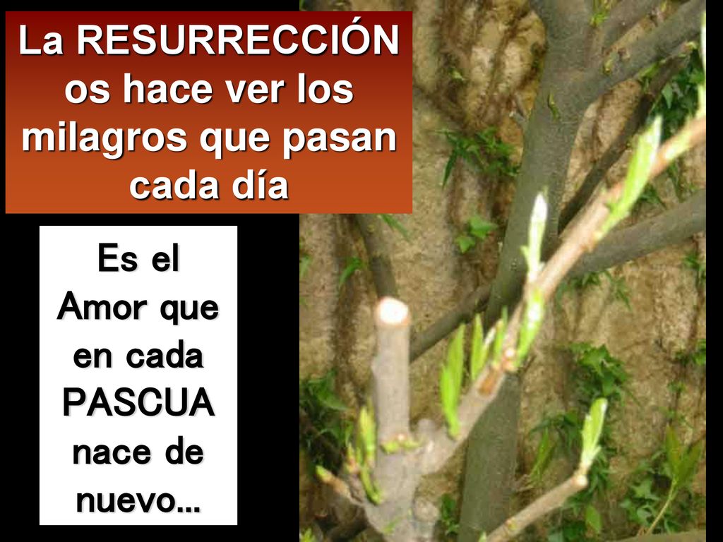 La RESURRECCIÓN os hace ver los milagros que pasan cada día