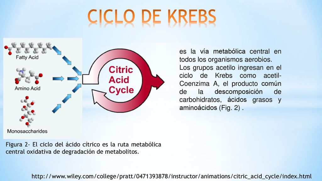 CICLO DE KREBS es la vía metabólica central en todos los organismos aerobios.