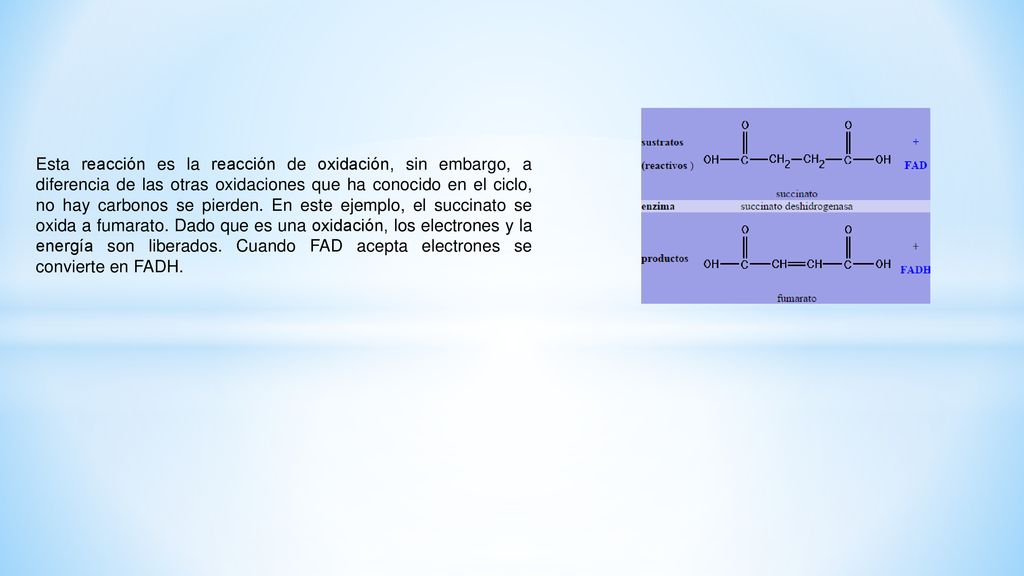 Esta reacción es la reacción de oxidación, sin embargo, a diferencia de las otras oxidaciones que ha conocido en el ciclo, no hay carbonos se pierden. En este ejemplo, el succinato se oxida a fumarato. Dado que es una oxidación, los electrones y la energía son liberados. Cuando FAD acepta electrones se convierte en FADH.