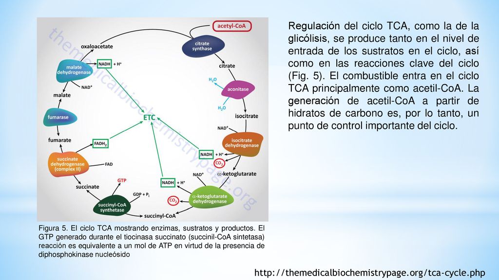Regulación del ciclo TCA, como la de la glicólisis, se produce tanto en el nivel de entrada de los sustratos en el ciclo, así como en las reacciones clave del ciclo (Fig. 5). El combustible entra en el ciclo TCA principalmente como acetil-CoA. La generación de acetil-CoA a partir de hidratos de carbono es, por lo tanto, un punto de control importante del ciclo.