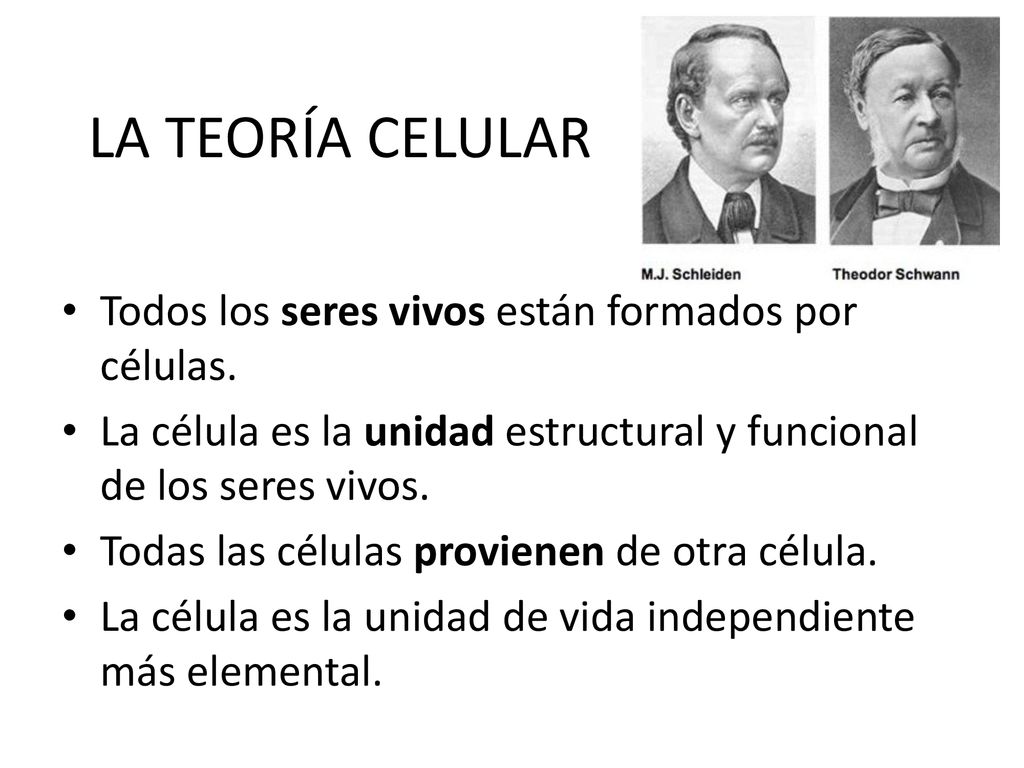 LA TEORÍA CELULAR Todos los seres vivos están formados por células.
