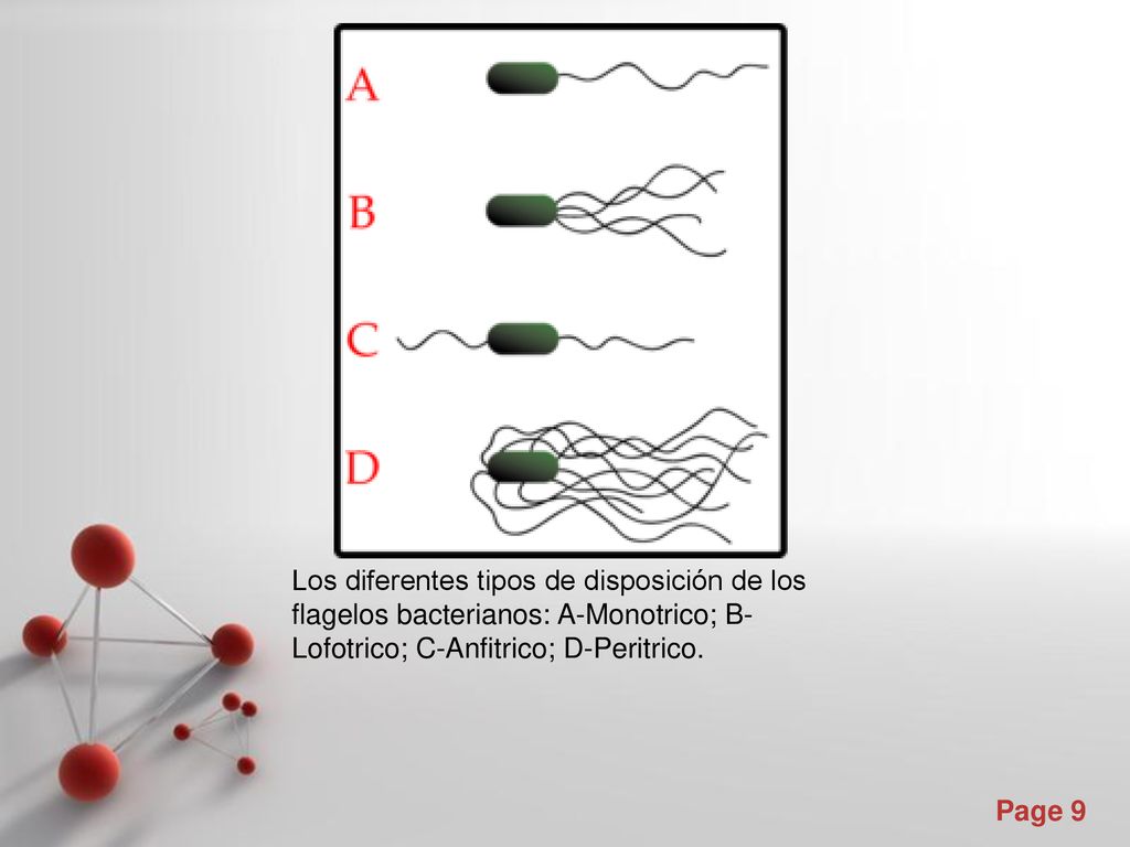 Los diferentes tipos de disposición de los flagelos bacterianos: A-Monotrico; B-Lofotrico; C-Anfitrico; D-Peritrico.