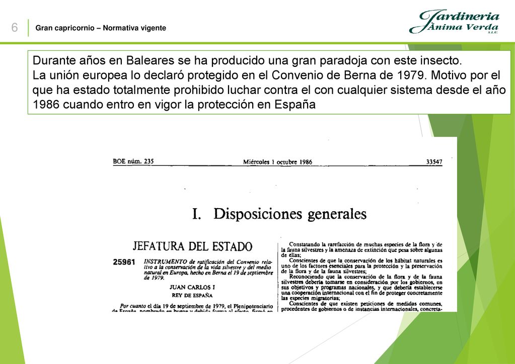 6 Gran capricornio – Normativa vigente. Durante años en Baleares se ha producido una gran paradoja con este insecto.