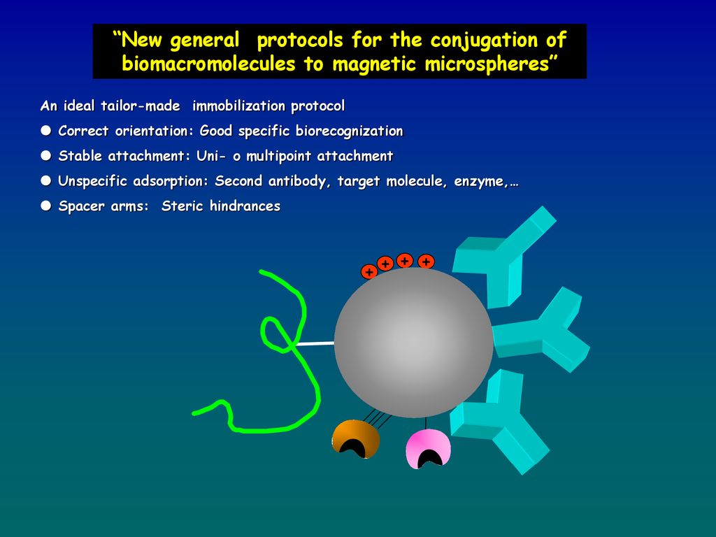 New general protocols for the conjugation of biomacromolecules to magnetic microspheres