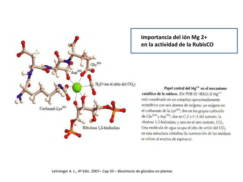 Importancia del ión Mg 2+ en la actividad de la RubisCO