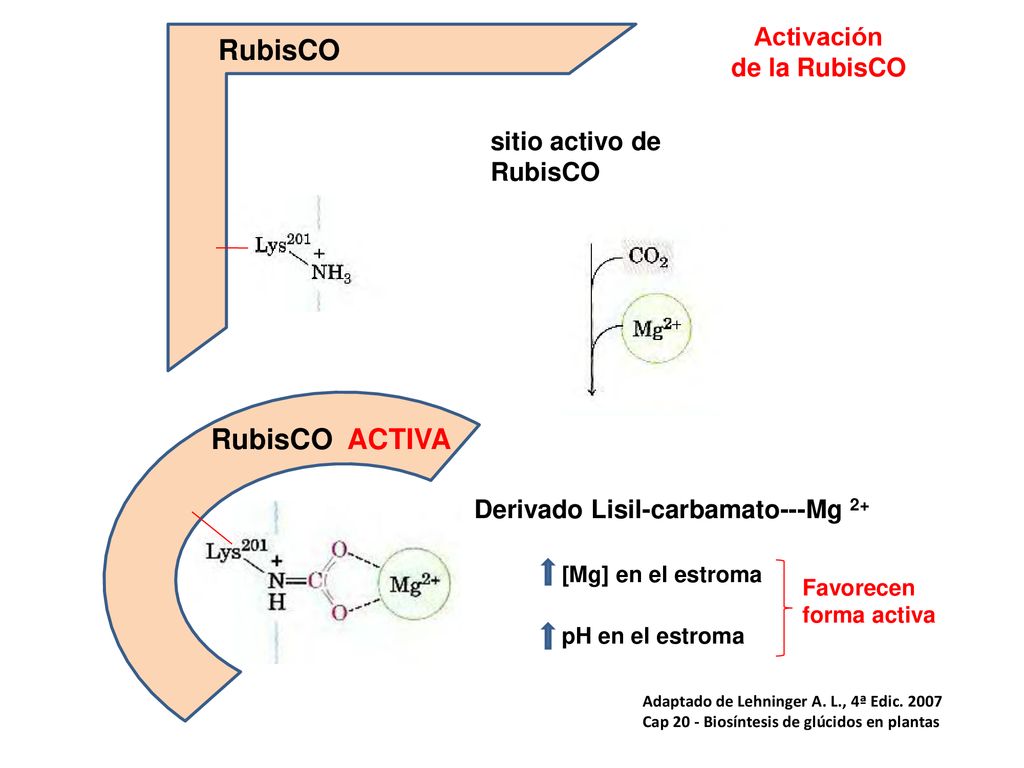 RubisCO RubisCO ACTIVA Activación de la RubisCO sitio activo de