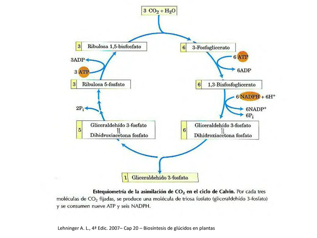 Lehninger A. L., 4ª Edic. 2007– Cap 20 – Biosíntesis de glúcidos en plantas