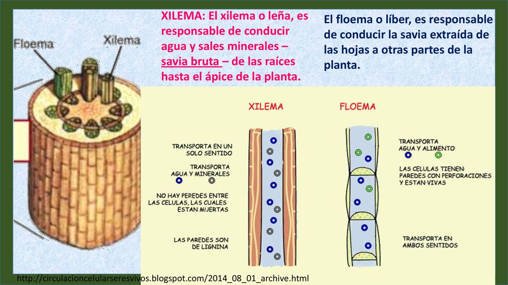 XILEMA: El xilema o leña, es responsable de conducir agua y sales minerales – savia bruta – de las raíces hasta el ápice de la planta.