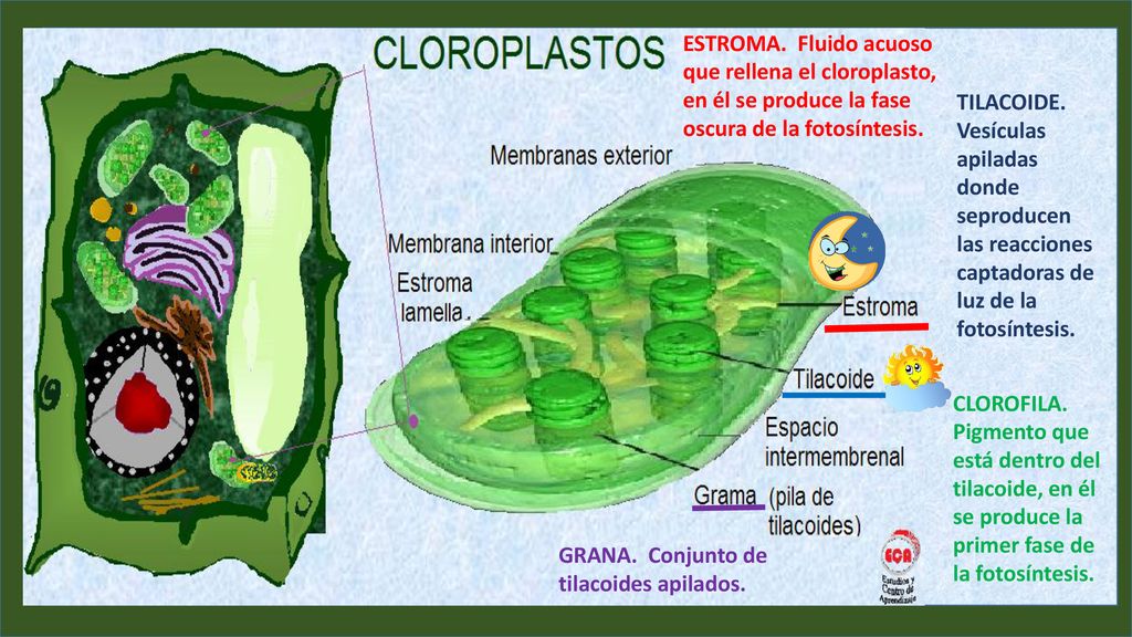 ESTROMA. Fluido acuoso que rellena el cloroplasto, en él se produce la fase oscura de la fotosíntesis.