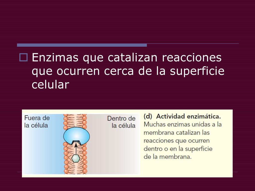 Enzimas que catalizan reacciones que ocurren cerca de la superficie celular