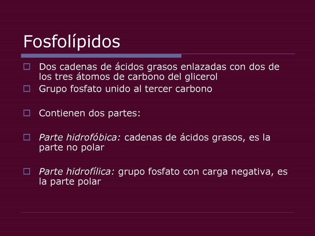 Fosfolípidos Dos cadenas de ácidos grasos enlazadas con dos de los tres átomos de carbono del glicerol.