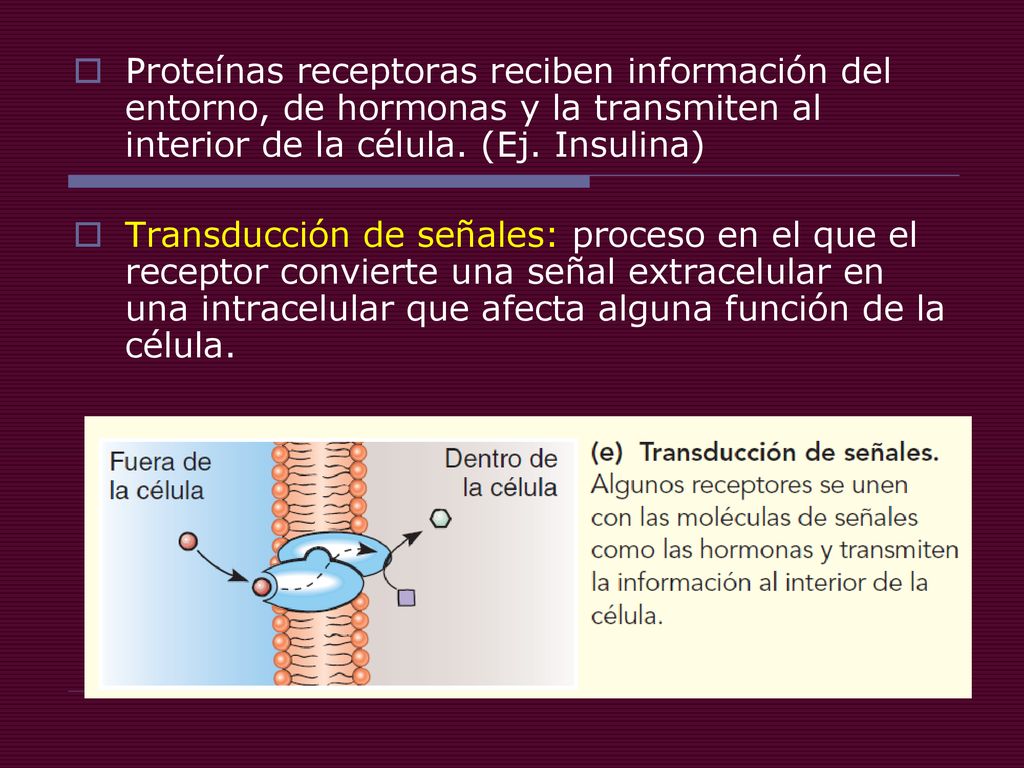 Proteínas receptoras reciben información del entorno, de hormonas y la transmiten al interior de la célula. (Ej. Insulina)