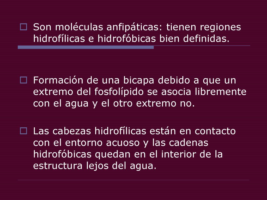 Son moléculas anfipáticas: tienen regiones hidrofílicas e hidrofóbicas bien definidas.