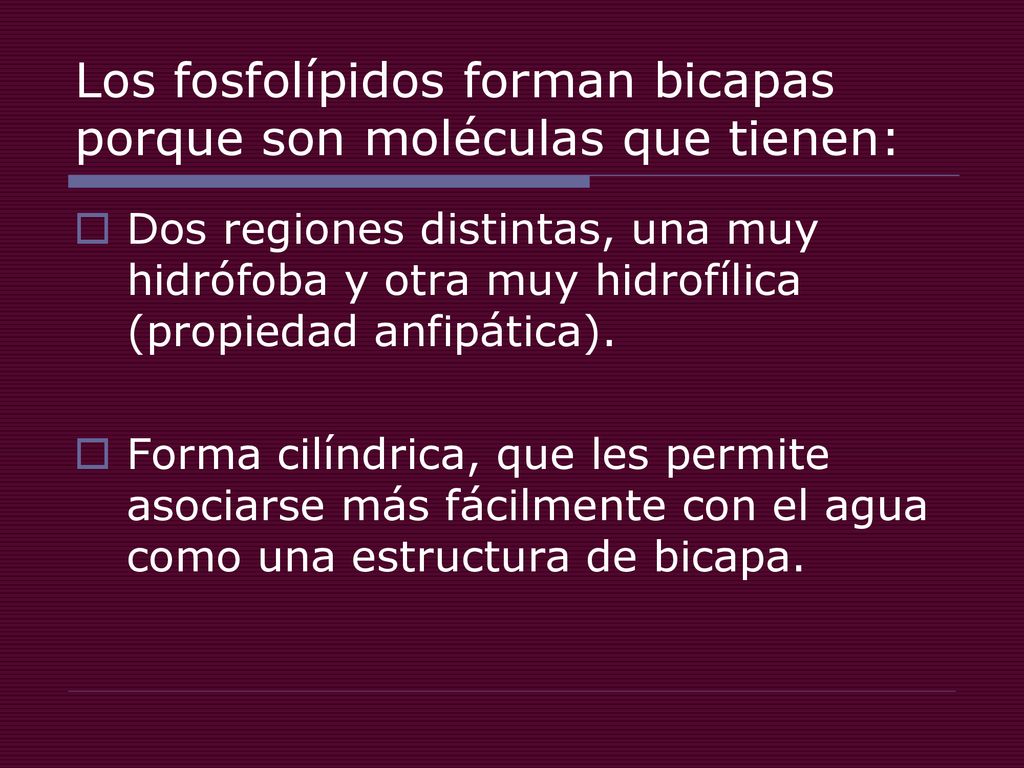 Los fosfolípidos forman bicapas porque son moléculas que tienen: