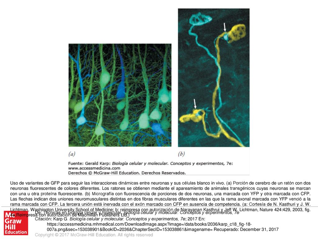 Uso de variantes de GFP para seguir las interacciones dinámicas entre neuronas y sus células blanco in vivo. (a) Porción de cerebro de un ratón con dos neuronas fluorescentes de colores diferentes. Los ratones se obtienen mediante el apareamiento de animales transgénicos cuyas neuronas se marcan con una u otra proteína fluorescente. (b) Micrografía con fluorescencia de porciones de dos neuronas, una marcada con YFP y otra marcada con CFP. Las flechas indican dos uniones neuromusculares distintas en dos fibras musculares diferentes en las que la rama axonal marcada con YFP venció a la rama marcada con CFP. La tercera unión está inervada con el axón marcado con CFP en ausencia de competencia. (a: Cortesía de N. Kasthuri y J. W. Lichtman, Washington University School of Medicine; b: reimpresa con autorización de Narayanan Kasthrui y Jeff W. Lichtman, Nature 424:429, 2003, fig. 4a.Reimpresa con autorización de Macmillan Publishers Ltd.)