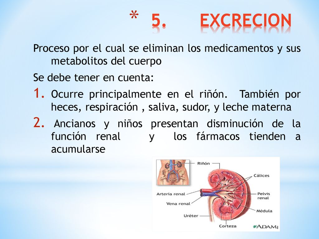 5. EXCRECION Proceso por el cual se eliminan los medicamentos y sus metabolitos del cuerpo. Se debe tener en cuenta: