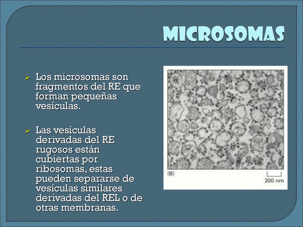 Microsomas Los microsomas son fragmentos del RE que forman pequeñas vesículas.