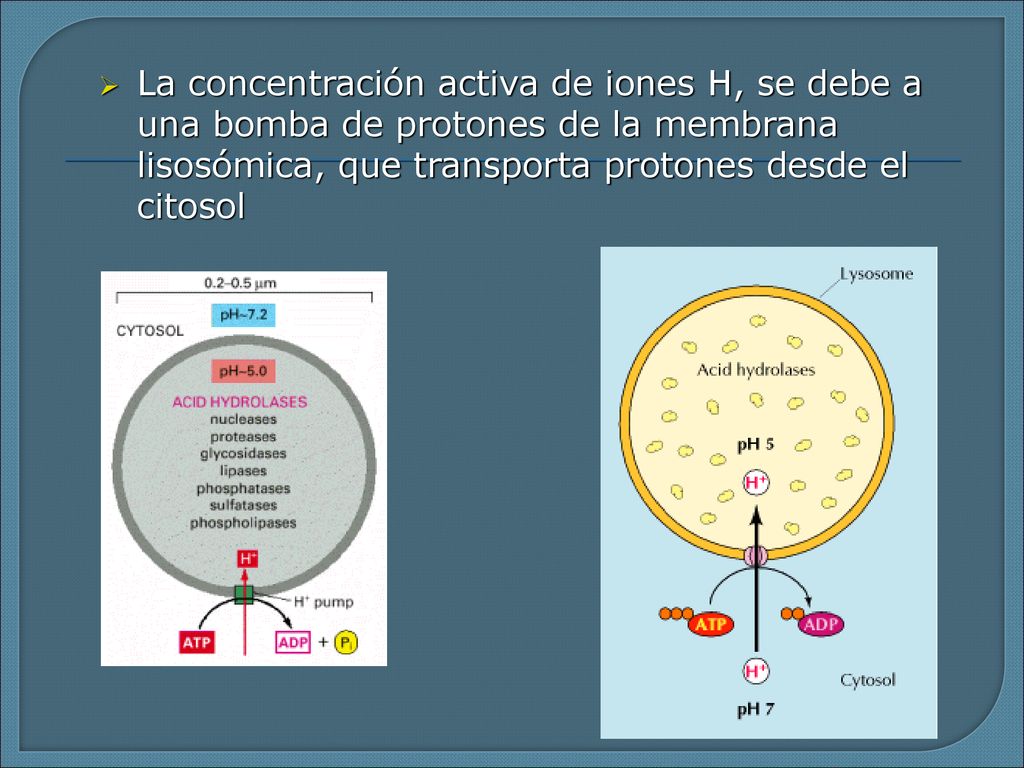 La concentración activa de iones H, se debe a una bomba de protones de la membrana lisosómica, que transporta protones desde el citosol