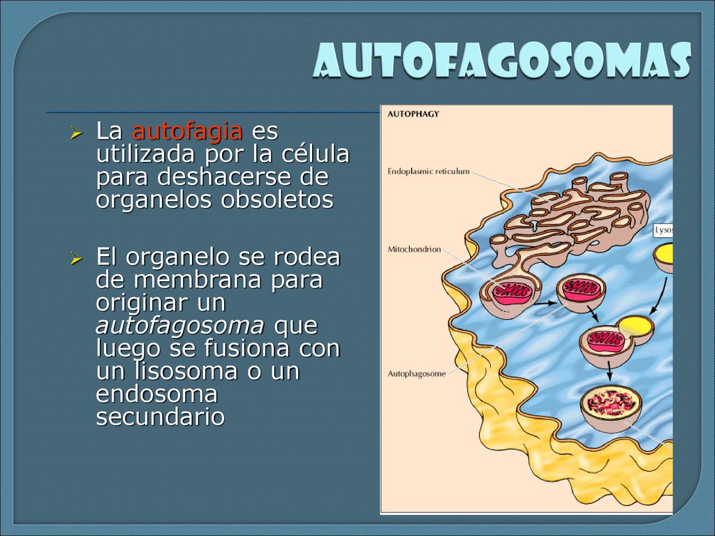 autofagosomas La autofagia es utilizada por la célula para deshacerse de organelos obsoletos.